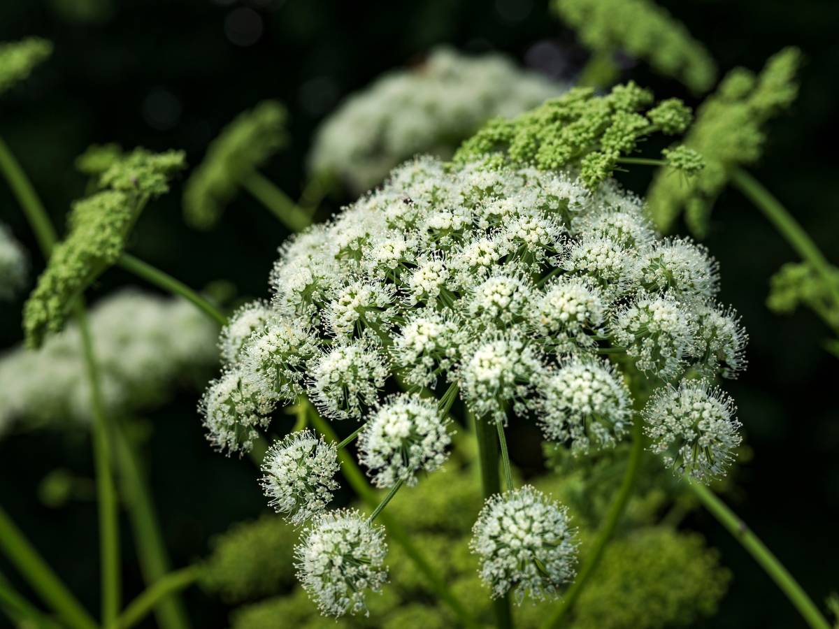 Arcydzięgiel litwor