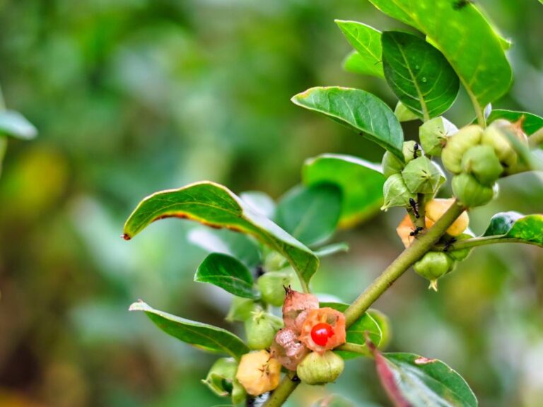 Ashwagandha