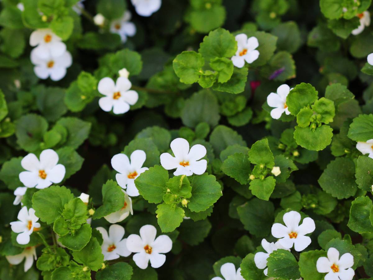 Brahmi – roślinny klucz do lepszej pracy mózgu 1 Brahmi