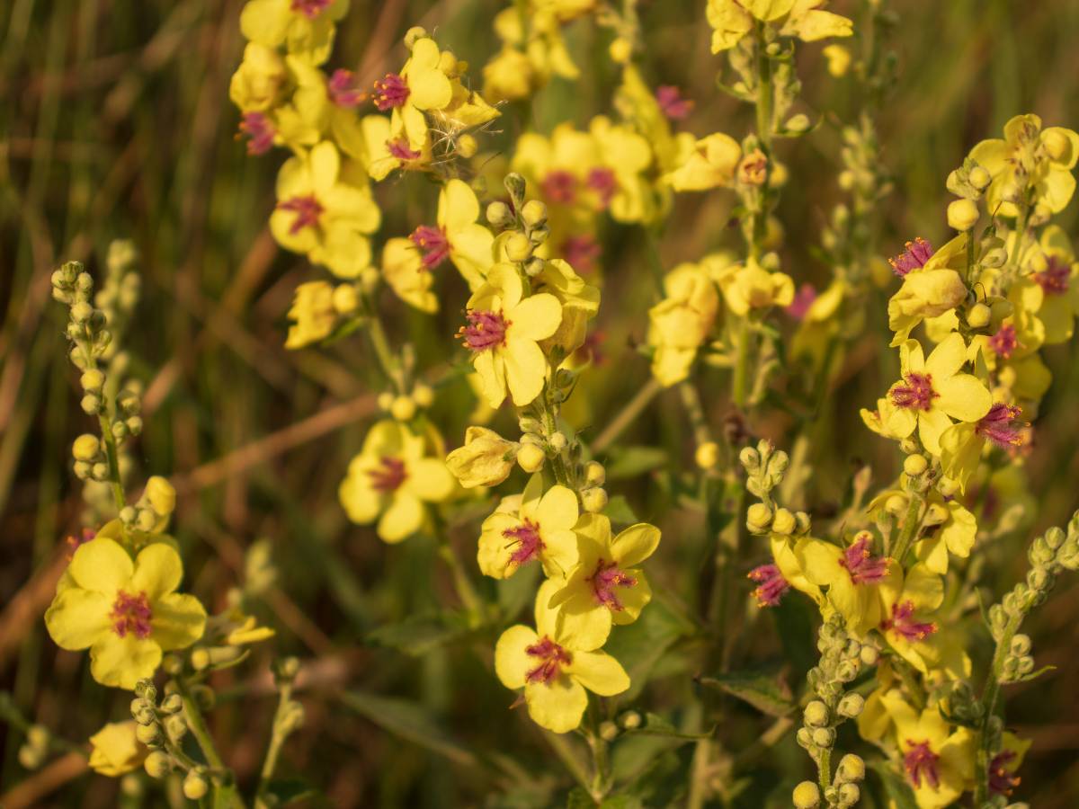 Dziewanna wielokwiatowa