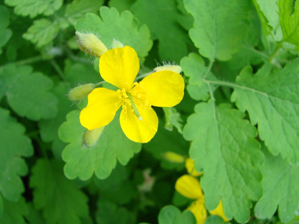 Glistnik jaskółcze ziele (Chelidonium majus) – roślinna pomoc przy problemach skórnych 1 Glistnik jaskółcze ziele