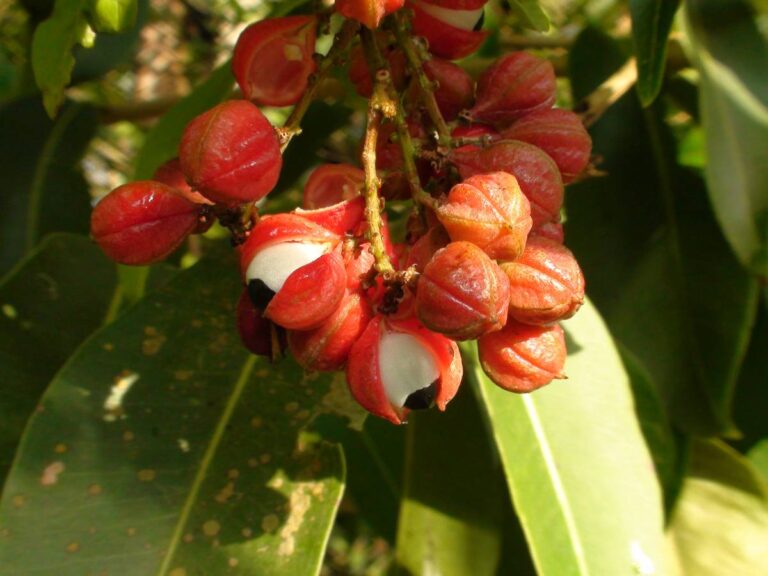 Guarana