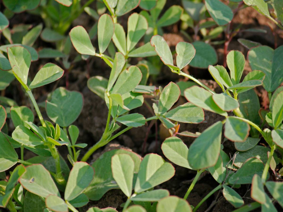 Kozieradka – roślinna pomoc w stabilizacji cukru i pracy układu pokarmowego 1 Kozieradka