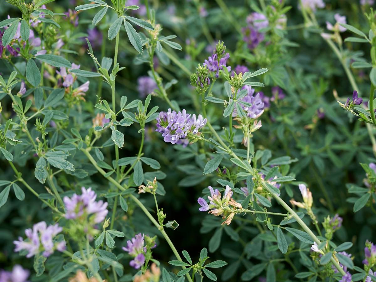 Lucerna siewna (Medicago sativa) – wzmocnienie i solidny zastrzyk witamin 1 Lucerna siewna