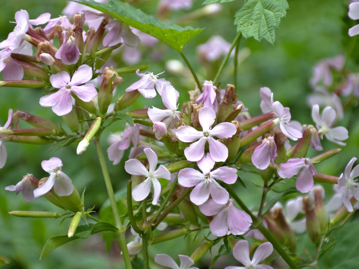 Mydlnica lekarska (Saponaria officinalis) – łagodzenie kaszlu i ukojenie podrażnionej skóry 1 Mydlnica lekarska