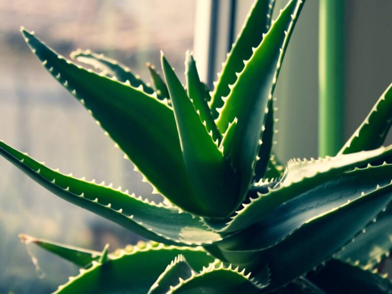 Aloes