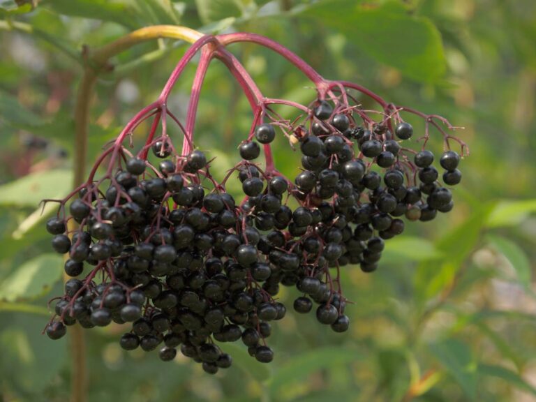 Czarny bez