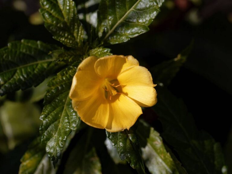 Damiana