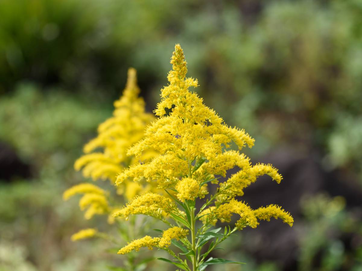 Gorzknik kanadyjski – wzmocnienie odporności krok po kroku 1 Gorzknik kanadyjski