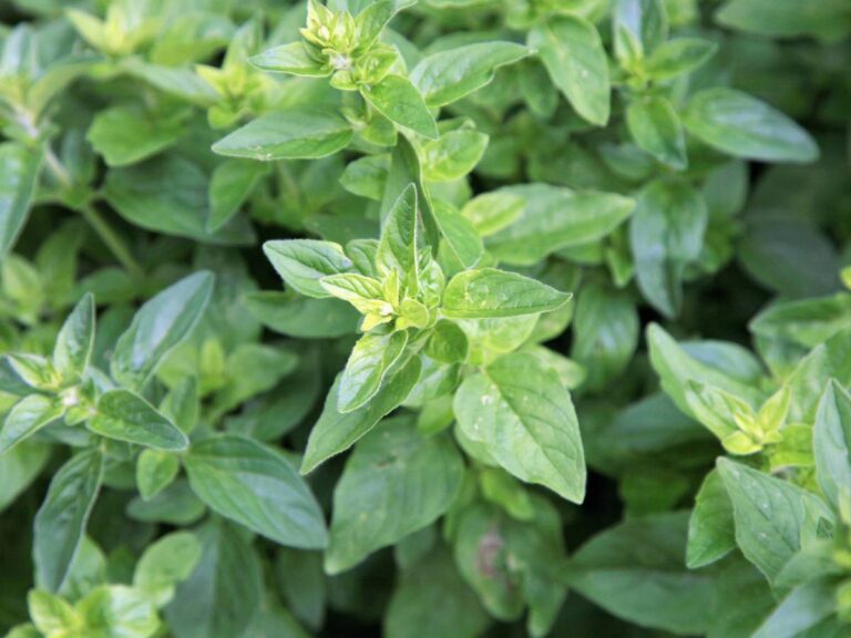 Oregano