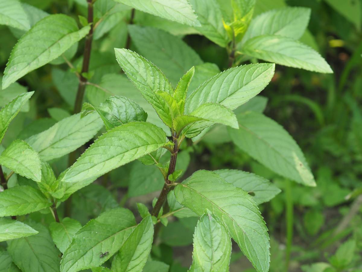 Mięta pieprzowa – orzeźwiający sposób na niestrawność 1 Mięta pieprzowa