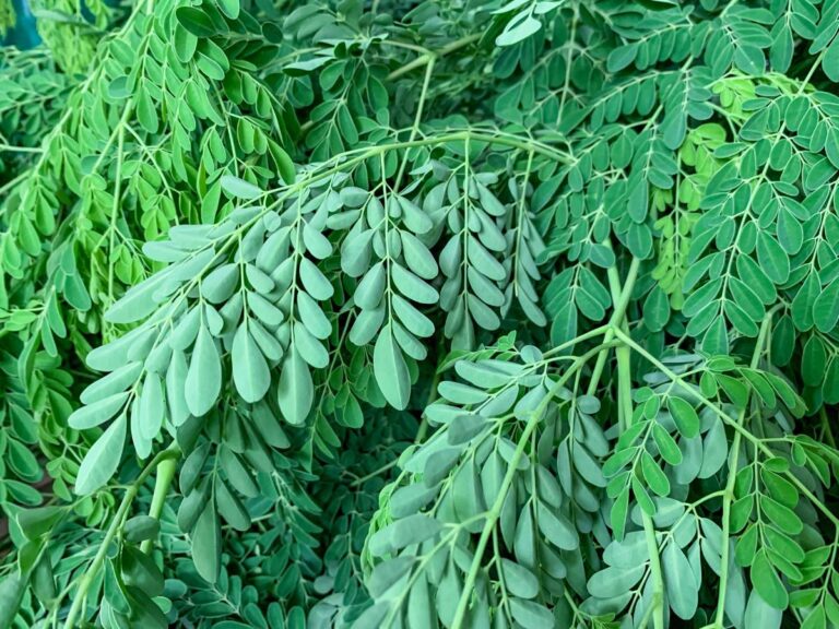 moringa
